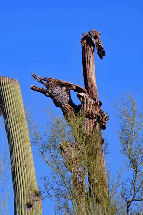 saguaro skeleton